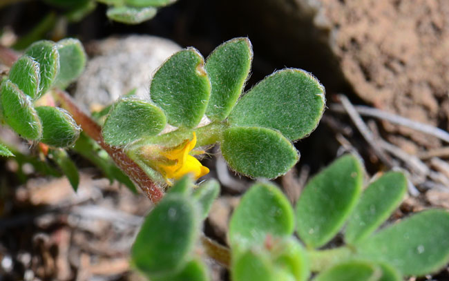 Lotus humistratus, Foothill Deervetch, Southwest Desert Flora